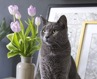 Pet