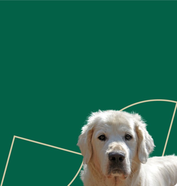 Background doggy image