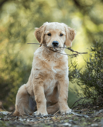 Baby Dog