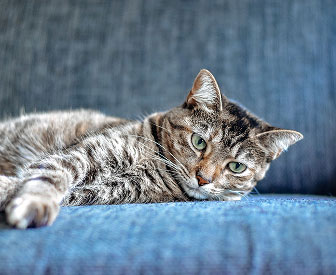 Pet